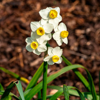 Narcisse  Avalanche - Bakker