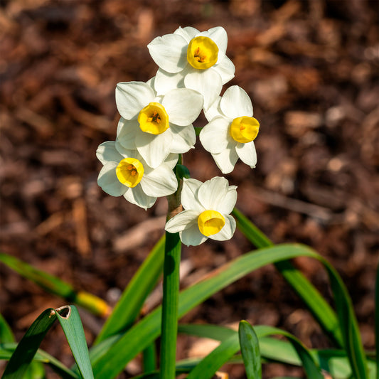 Narcisse  Avalanche - Bakker