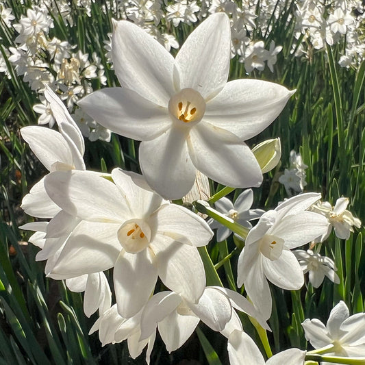 Narcisse Paperwhite - Bakker