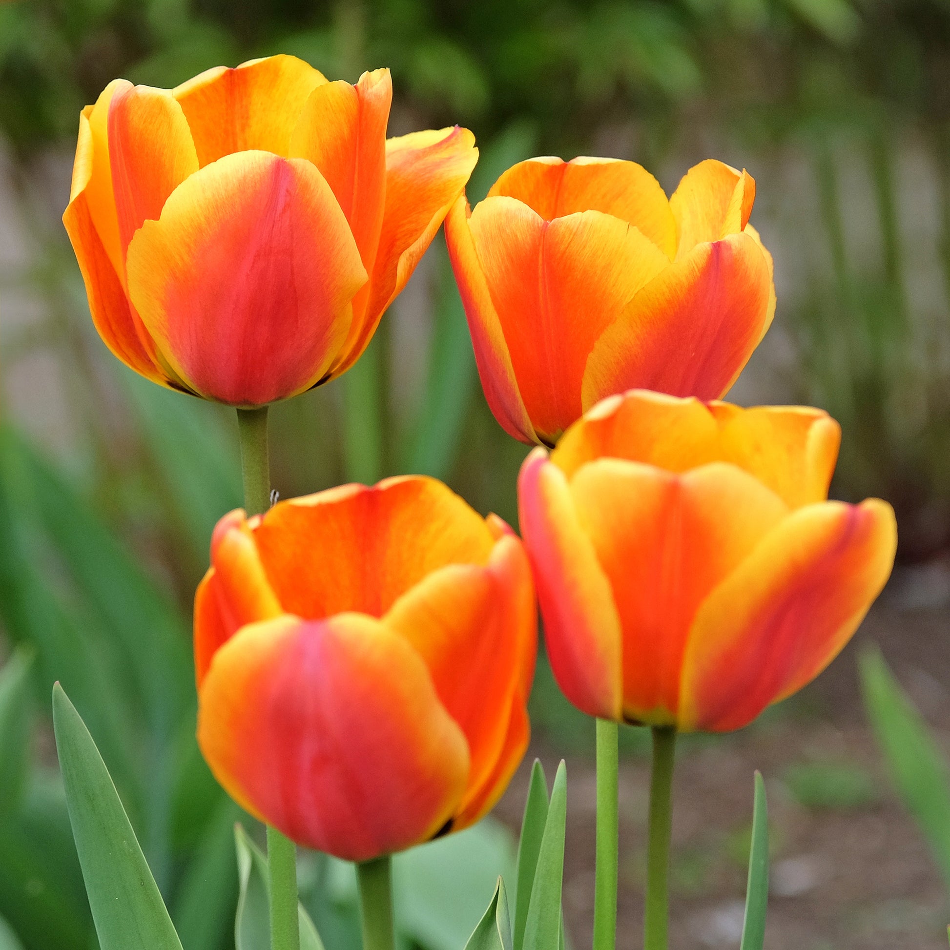 Narcissus, Tulipa Purple Priince, Van Eijk, Apeldoorn's Elite - Bulbes de printemps pour massif arc-en-ciel  - Mélange de bulbes