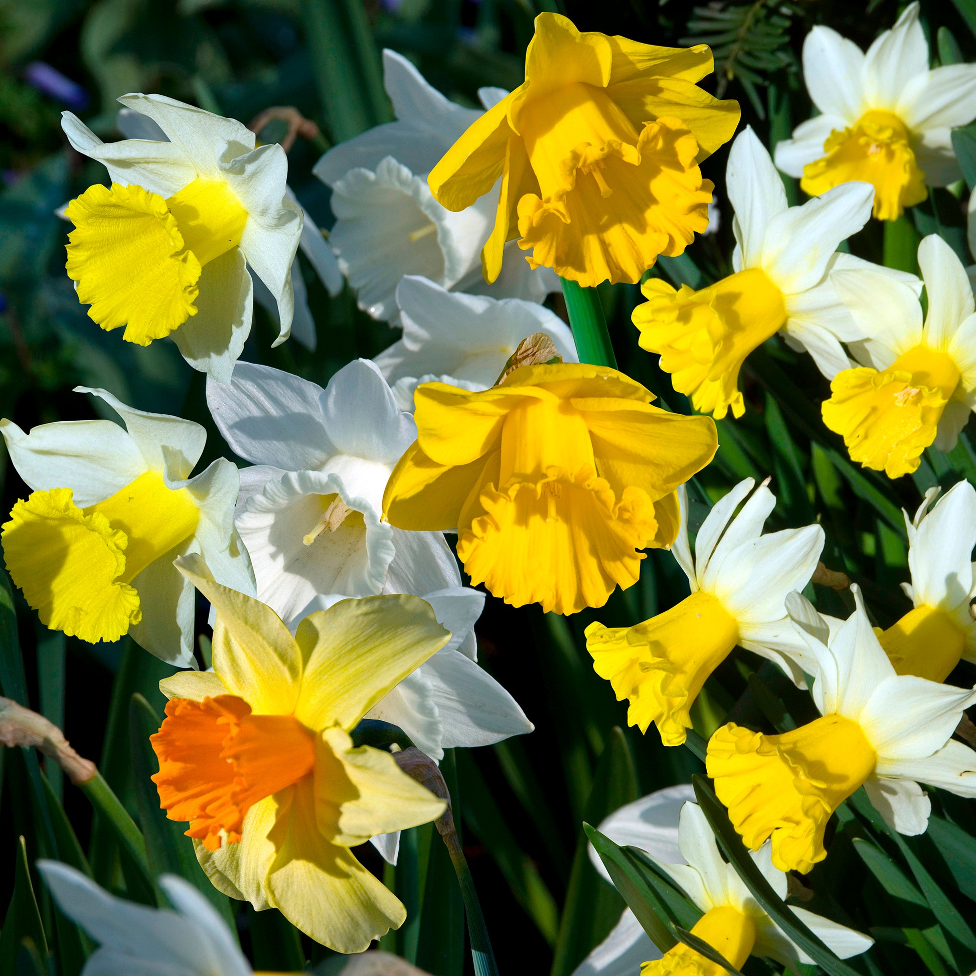 Mélange de bulbes - Bulbes de printemps pour massif arc-en-ciel  - Narcissus, Tulipa Purple Priince, Van Eijk, Apeldoorn's Elite