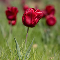 Vente Bulbes de printemps pour massif rouge et blanc 