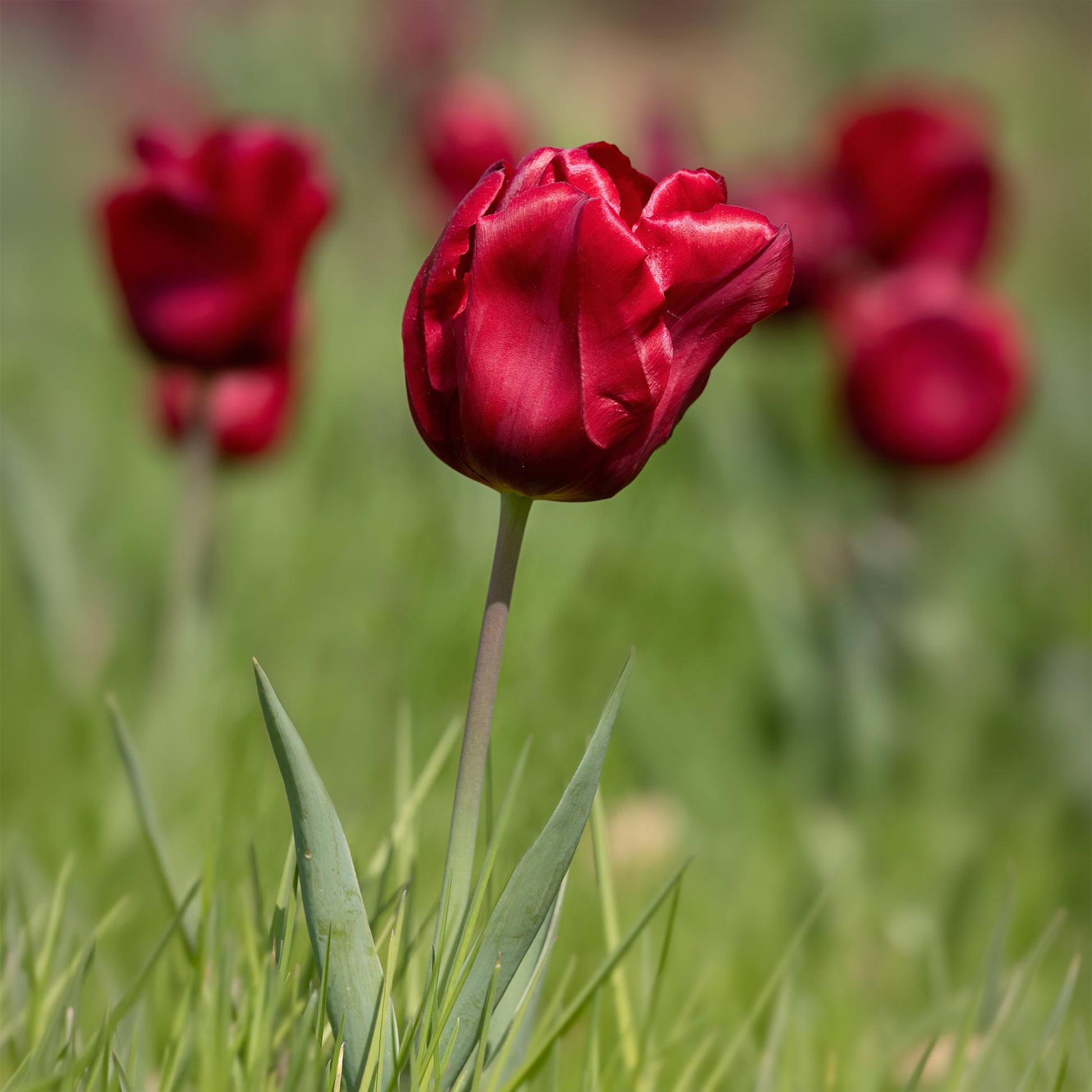Vente Bulbes de printemps pour massif rouge et blanc 