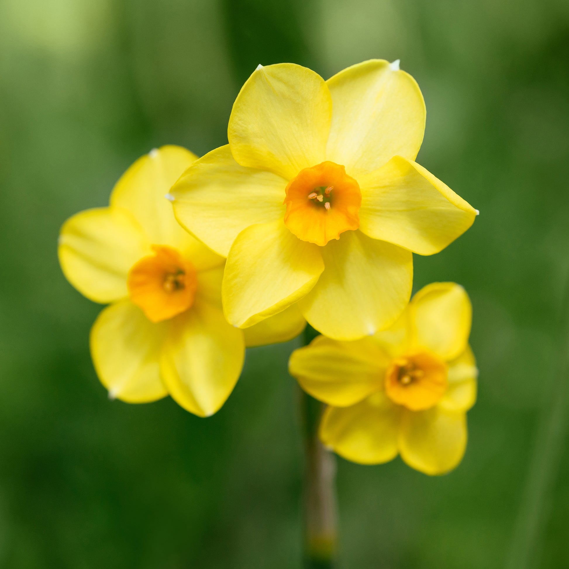 Tulipa Orange Breeze, Blushing Apeldorn, Appeldorn's Elite, Narcissus Martinette - Bulbes de printemps pour massif jaune et orange  - Mélange de bulbes