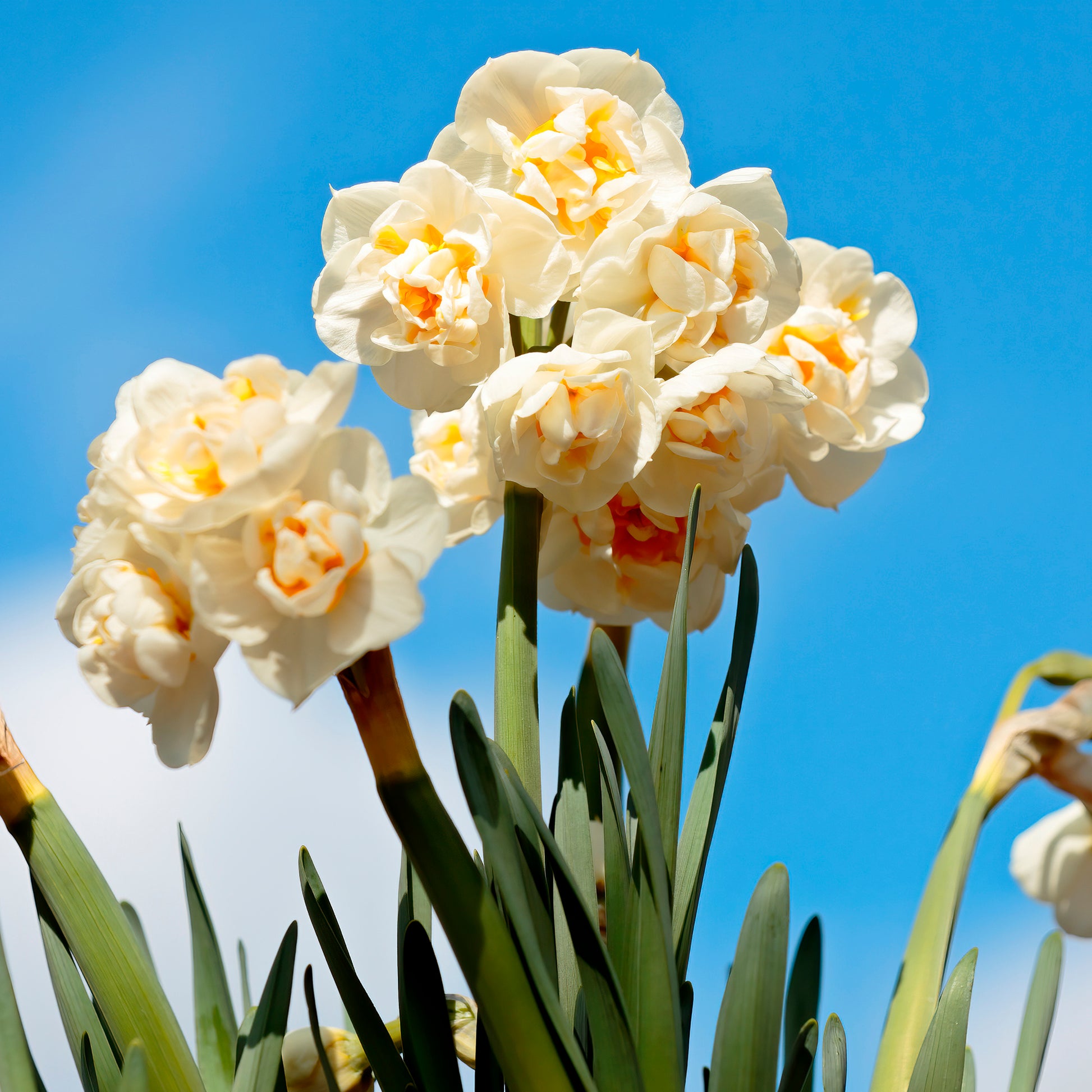 Tulipa Van Eijk, Narcissus Bridal Crown - Tulipe Van Eijk & Narcisse Bridal Crown - Bulbes de Tulipe