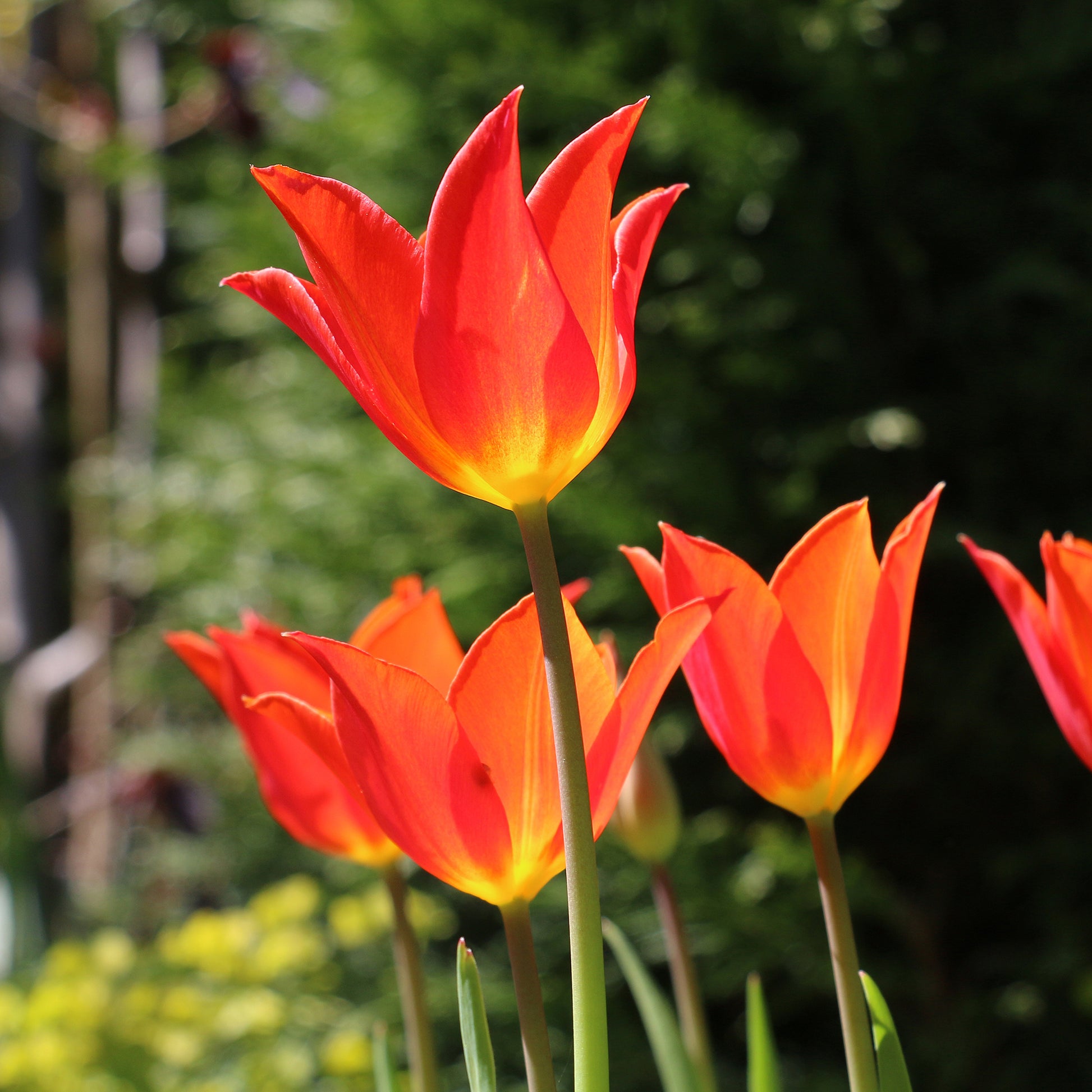Tulipe Ballerina - Tulipa Ballerina - Bakker
