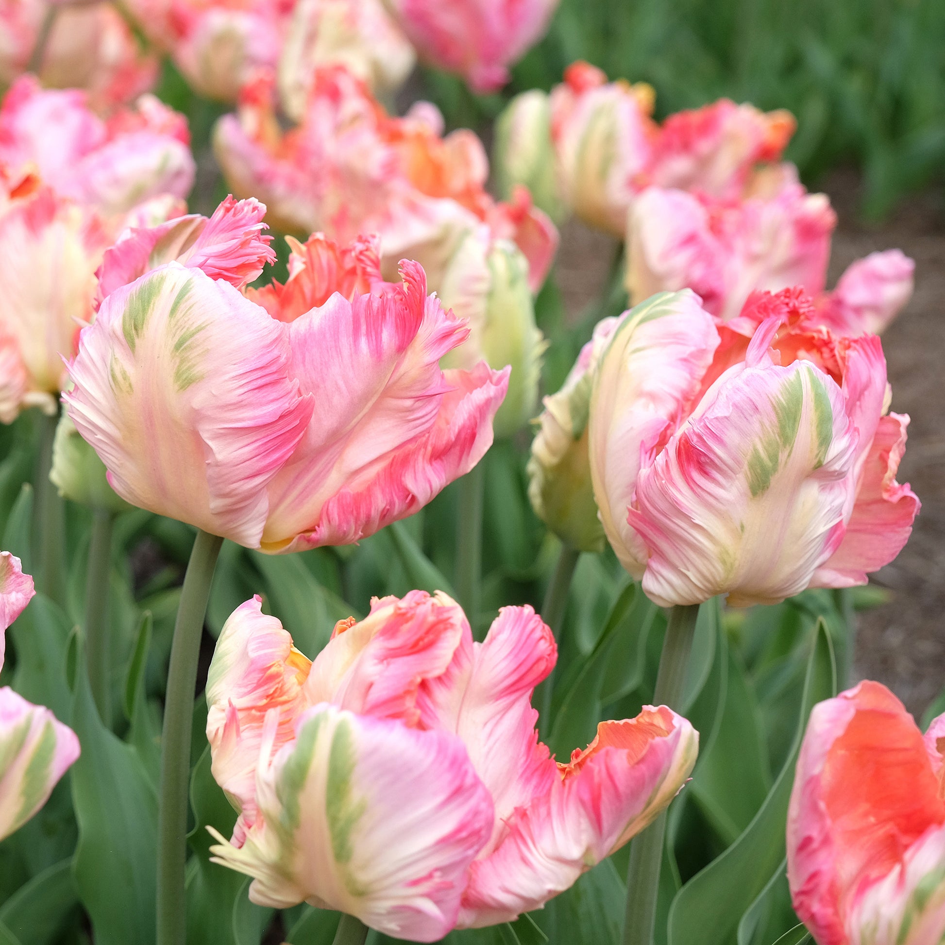 Tulipa Pink Vision - Tulipe Parrot Pink Vision - Bulbes de Tulipe