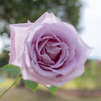 Vente Collection de 7 Rosiers buissons - Rosa Osiria, Malaga, Blue moon, La magie du Parfum, Whisky, Famosa, Double Delight