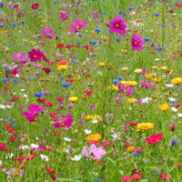 Mélange de fleurs en graines - Fleurs des champs en mélange - Mélange fleurs des champs