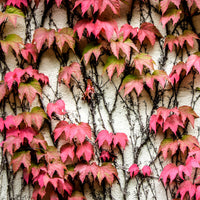 Plantes grimpantes - Vigne vierge - Parthenocissus tricuspidata veitchii