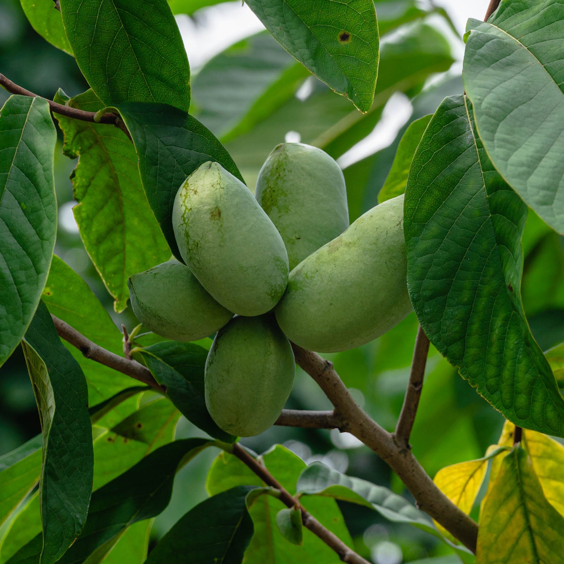 Vente Asiminier - Pawpaw - Asimina triloba