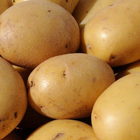 25 Pommes de terre Caesar - Solanum tuberosum caesar - Bakker