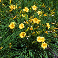 Hemerocallis Stella de Oro - Hémérocalle Stella de Oro - 