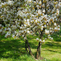 Arbustes fleuris - Amélanchier de Lamarck - Amelanchier lamarckii