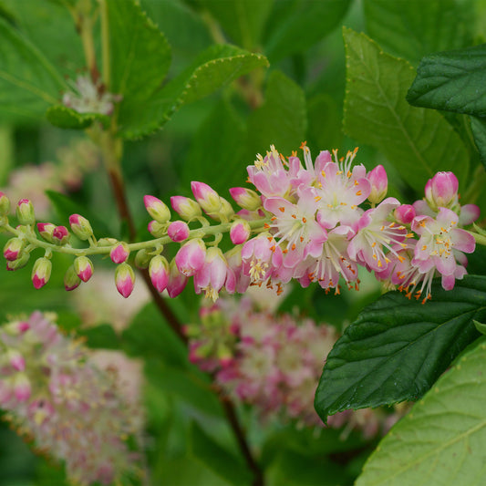 Clethra Flèche rose - Bakker.com | France