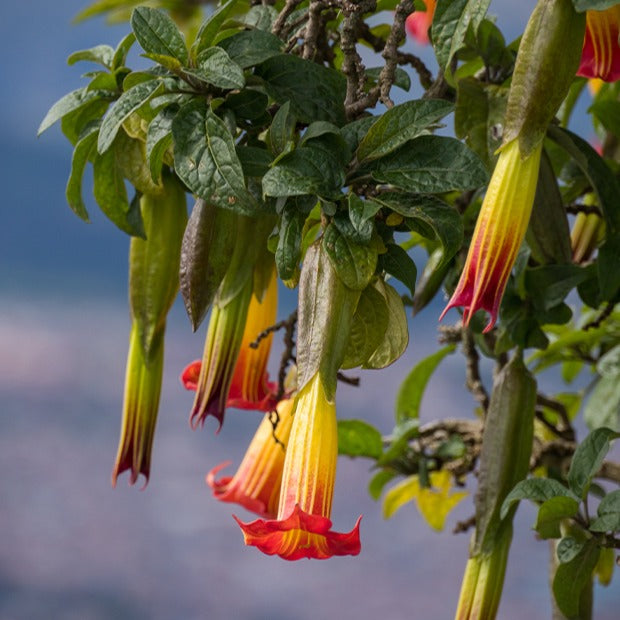 Brugmansia rouge et or - Bakker