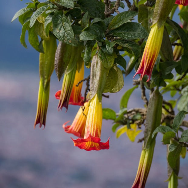 Vente Collection de 3 Brugmansias : rouge et or, jaune, rose - Brugmansia
