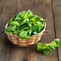 Bakker - Mâche Verte d'Etampes - Valerianella locusta verte d'etampes - Salades