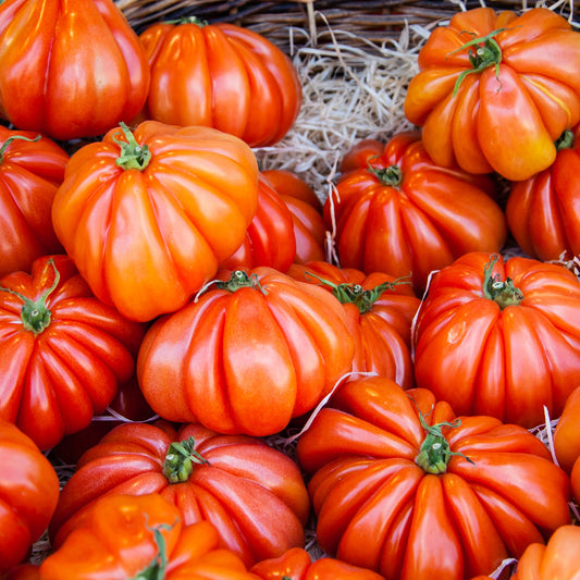 Tomate Beefsteak - Solanum lycopersicum beefsteak - Potager