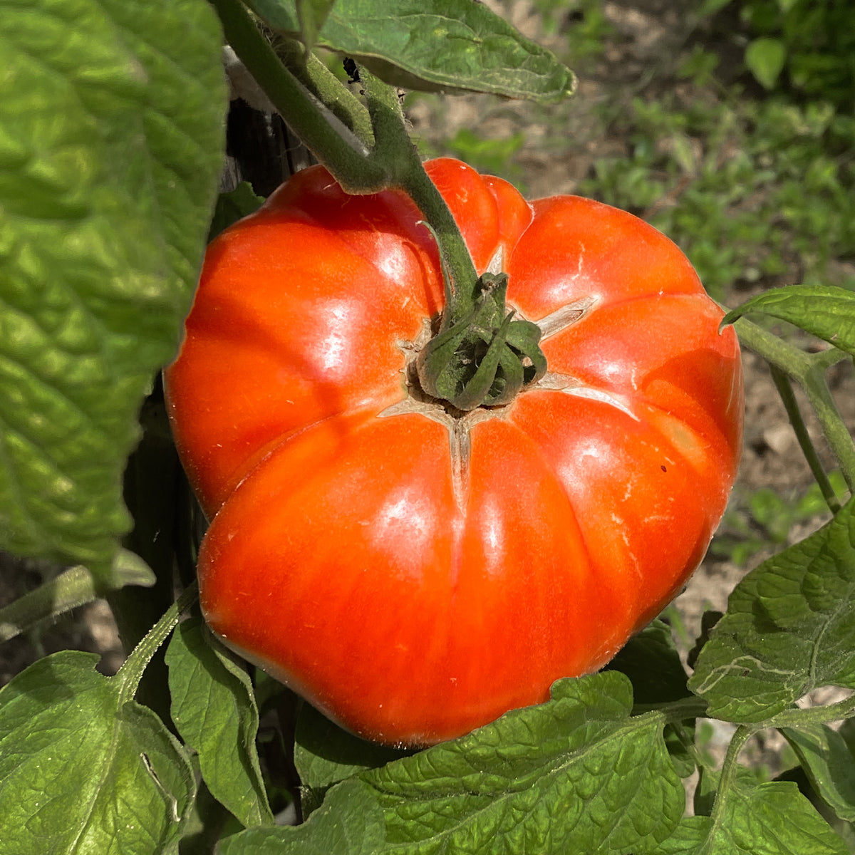 Tomate Beefsteak - Solanum lycopersicum beefsteak - Bakker