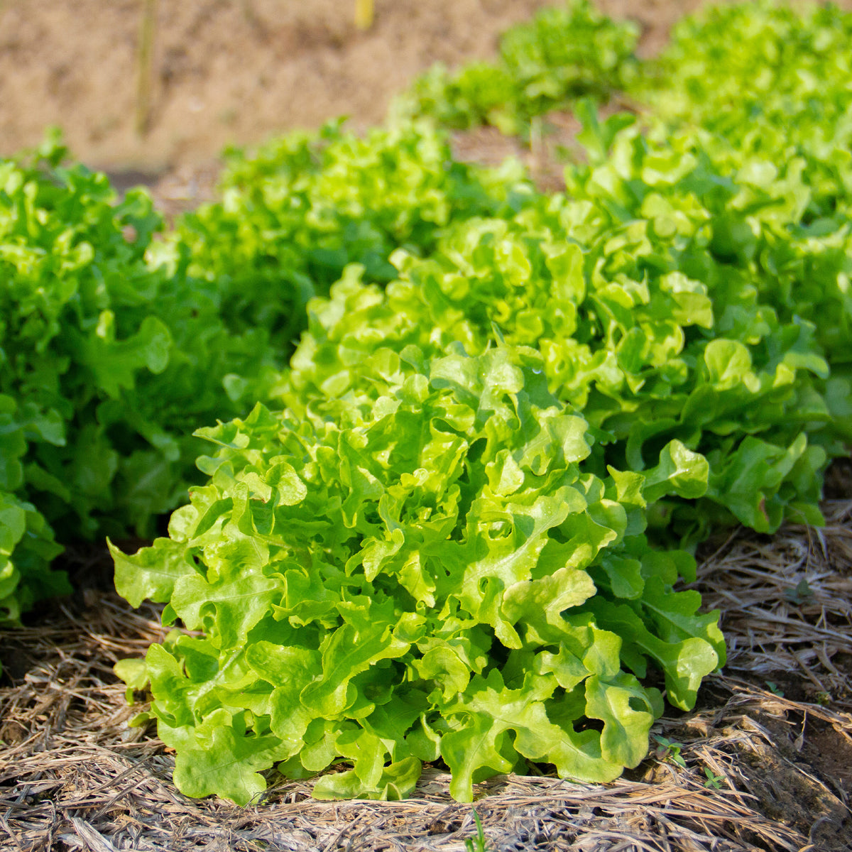 Collection de salades à couper - Collection salades à couper : Feuille de chêne, Lollo rossa, Red sala - Bakker