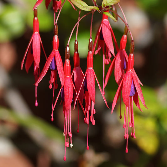 3 Fuchsias Riccartonii - Bakker