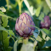 Artichaut Violet de Provence - Cynara cardunculus scolymus Violet de Provence - Bakker