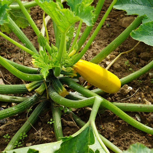 Courgette Soleil F1 - Cucurbita pepo soleil f1 - Bakker