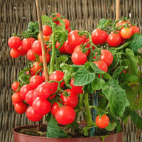 Tomate-cerise pour pot Minibel - Lycopersicon lycopersicum minibel - Bakker