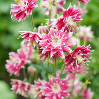 Ancolie Nora Barlow - Aquilegia nora barlow - Bakker