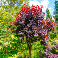 Cotinus coggygria royal purple - Arbre à perruques 'Royal Purple' sur tige - Arbustes fleuris