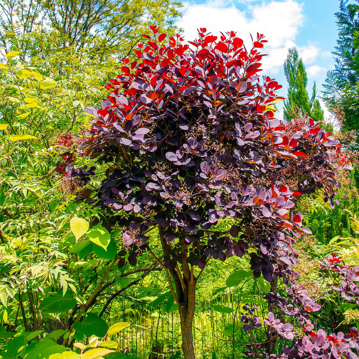 Cotinus coggygria royal purple - Arbre à perruques 'Royal Purple' sur tige - Arbustes fleuris
