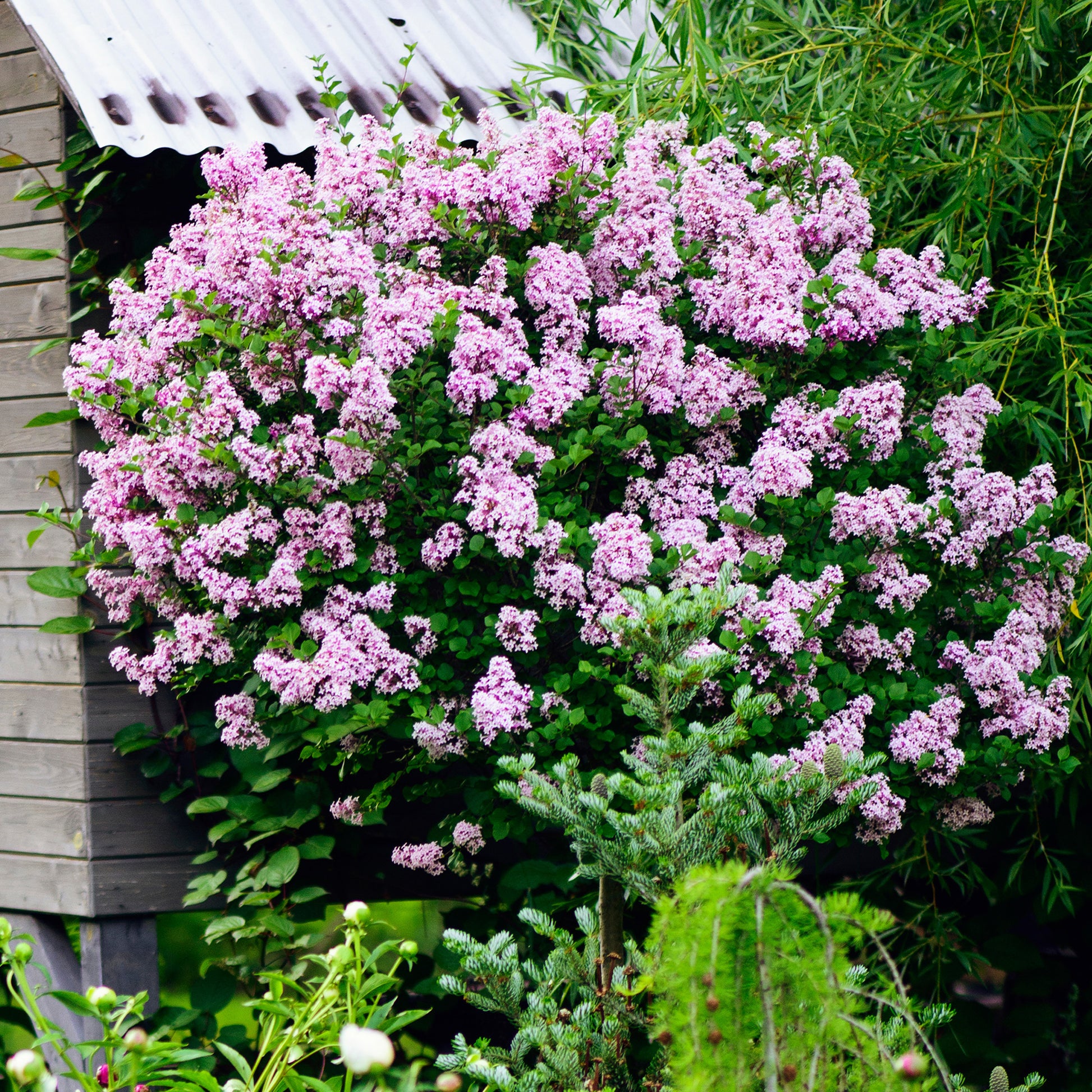 Lilas nain 'Palibin' sur tige - Arbustes