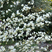 Haie de 3 Genêts : blanc, rouge, jaune - Cytisus praecox allgold, albus, boskoop ruby - Arbustes fleuris