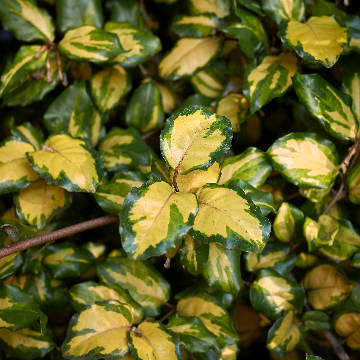 Eleagnus pungens maculata - Eleagnus Pungens maculata - Eleagnus