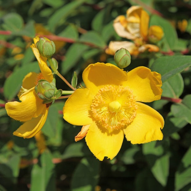 Millepertuis arbustif - Hypericum hidcote - Bakker
