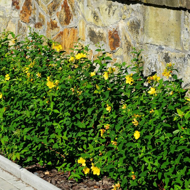Hypericum hidcote - Millepertuis arbustif - Arbustes