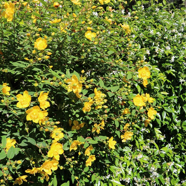 Millepertuis arbustif - Hypericum hidcote - Arbustes