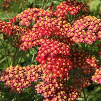 Vivaces fleuries - Achillée millefeuille Paprika - Achillea millefolium Paprika