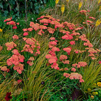 Achillea millefolium Paprika - Achillée millefeuille Paprika - Vivaces fleuries