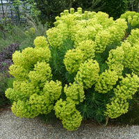 Euphorbe des garrigues wulfenii - Euphorbia characias ssp. Wulfenii - Bakker