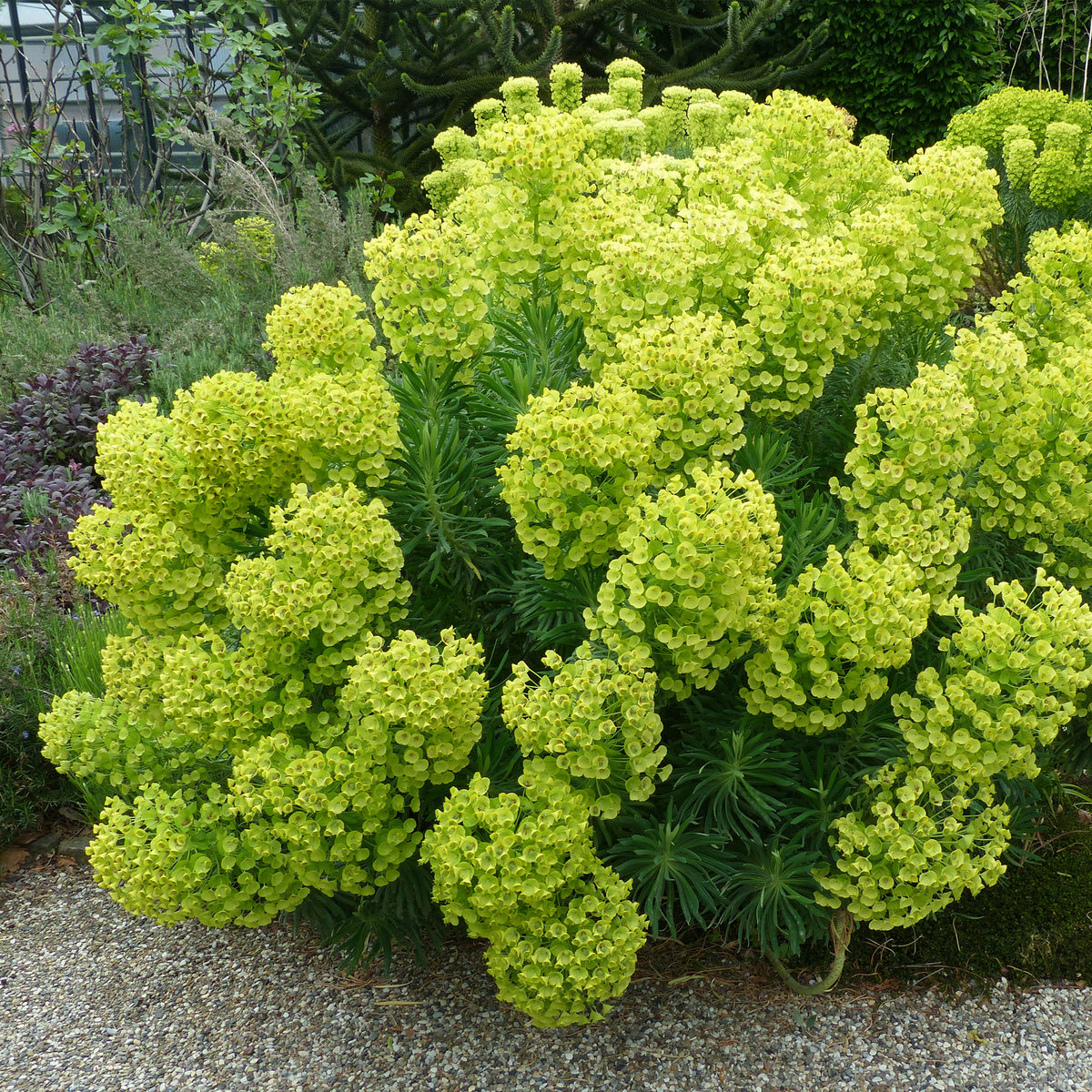 Euphorbe des garrigues wulfenii - Euphorbia characias ssp. Wulfenii - Bakker