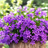 Vente Campanule des murailles - Campanula portenschlagiana