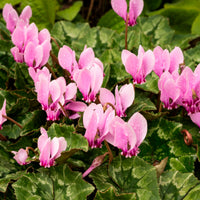 3 Cyclamens de Naples rose - Bakker