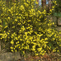 Vente Jasmin d'hiver - Plantes grimpantes