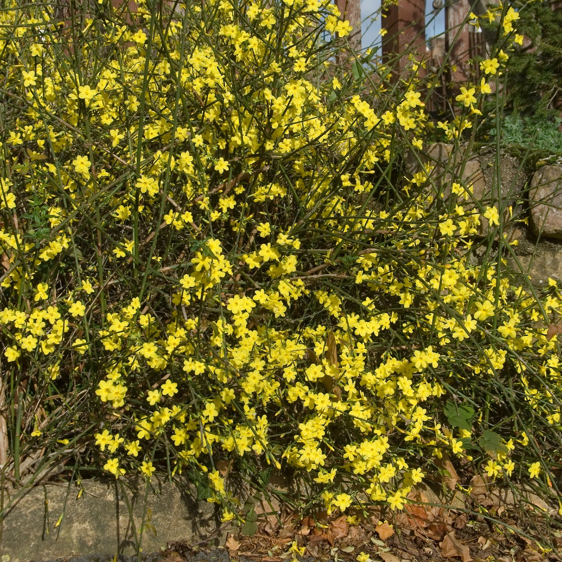 Vente Jasmin d'hiver - Plantes grimpantes