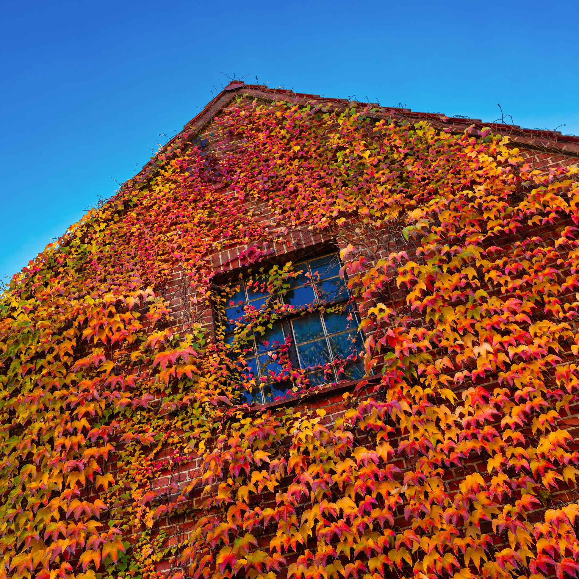 Plantes grimpantes - Vigne vierge - Parthenocissus tricuspidata veitchii