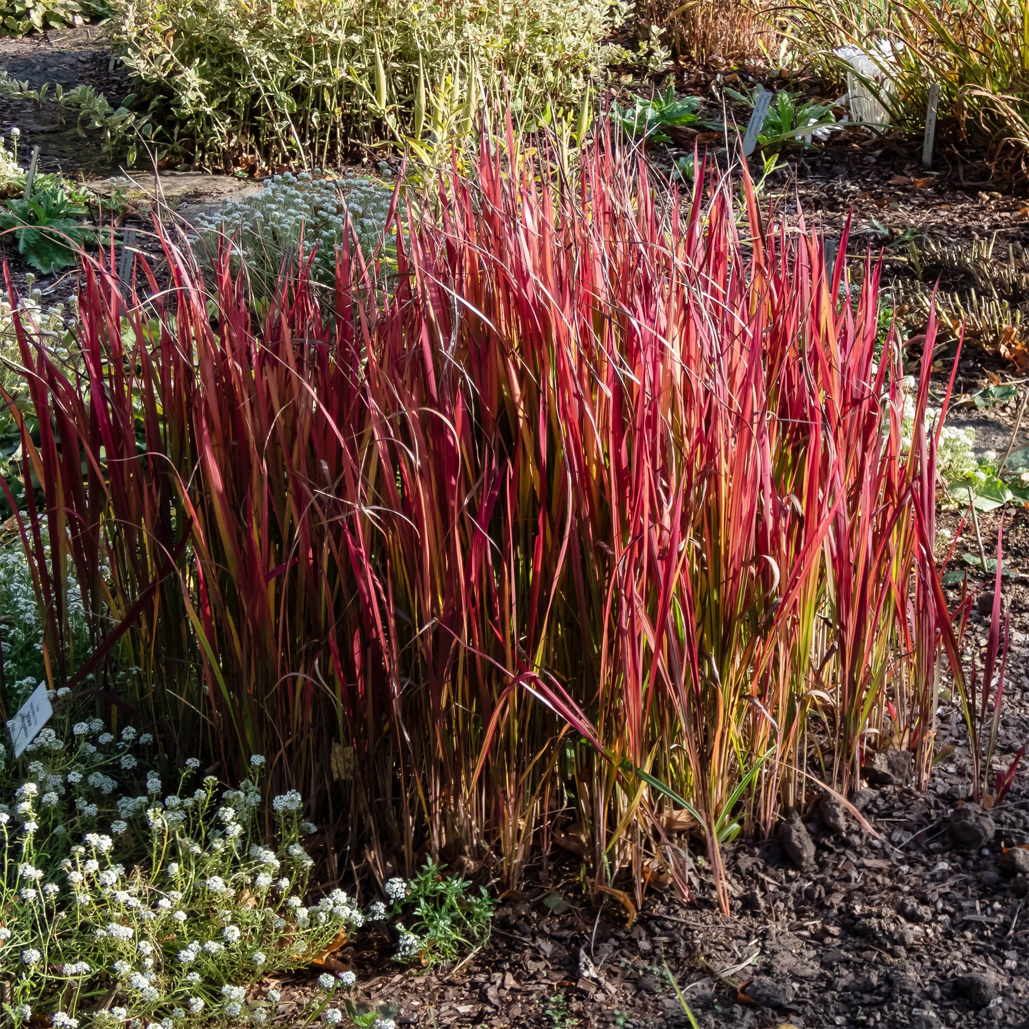 Lot De 100 Graines D'herbe Ornementale Résistante Au Froid - Pour Jardinières Et Extérieur Toute L'année