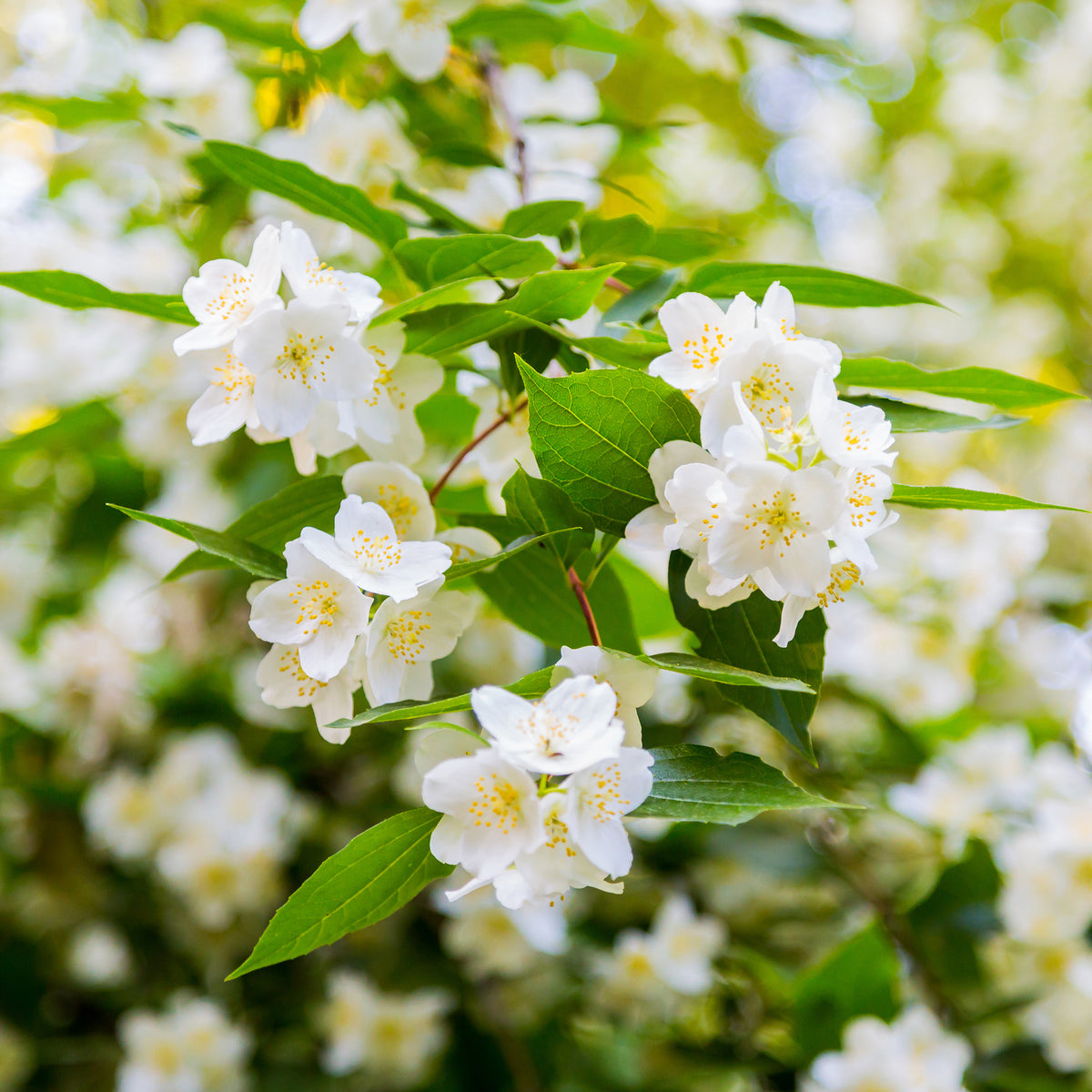 Seringat virginal Philadelphus