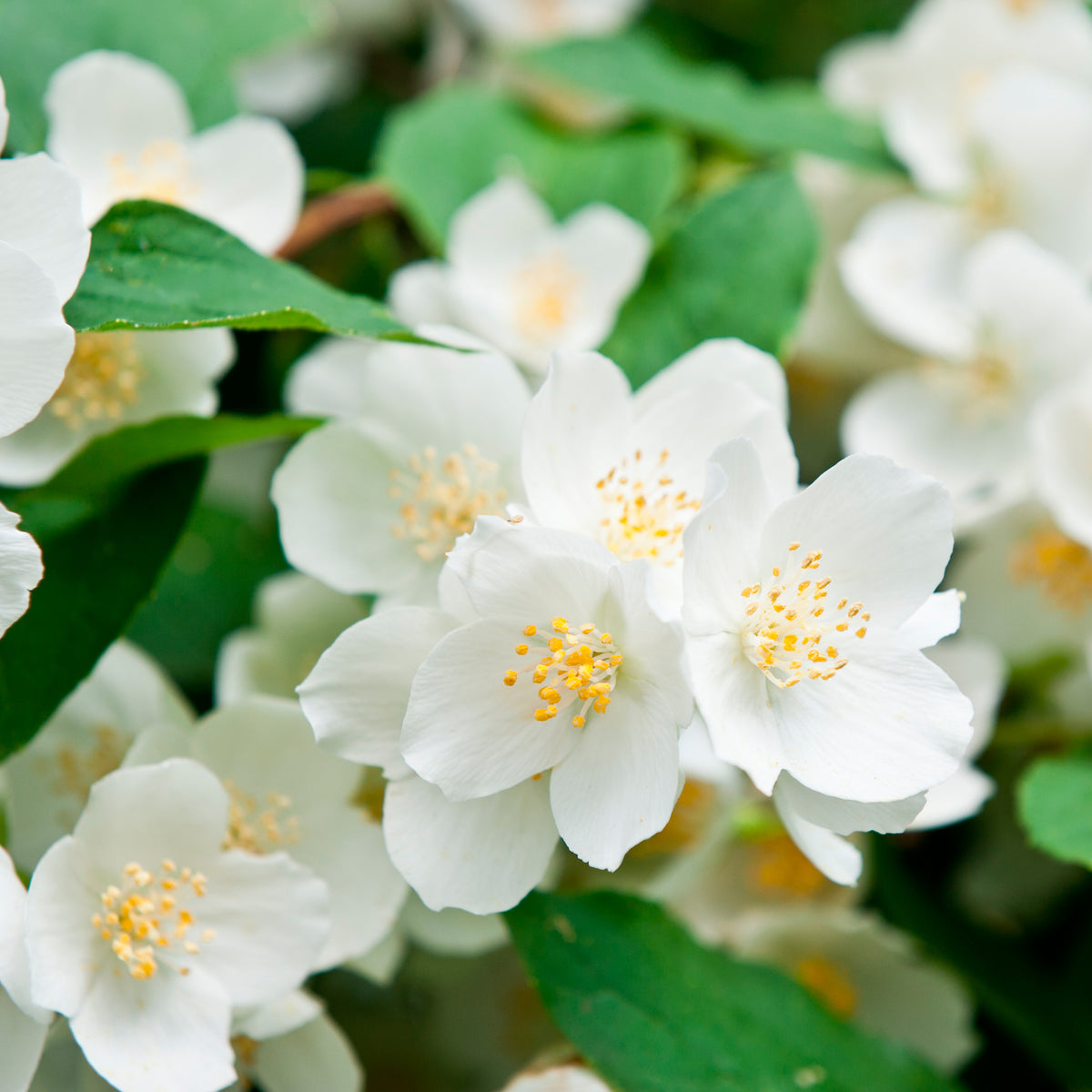 Seringat virginal Philadelphus